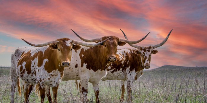 1920x1280 Longhorn Wallpapers Chrome Theme - Impressive Nature