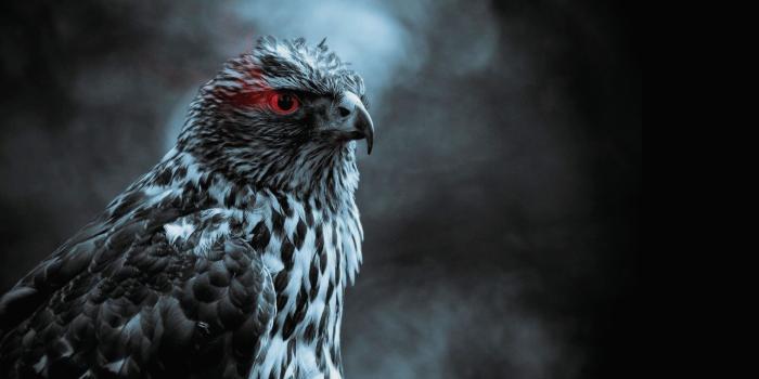 1920x1080 Hawk Wallpapers - Top Free Hawk Backgrounds - WallpaperAccess