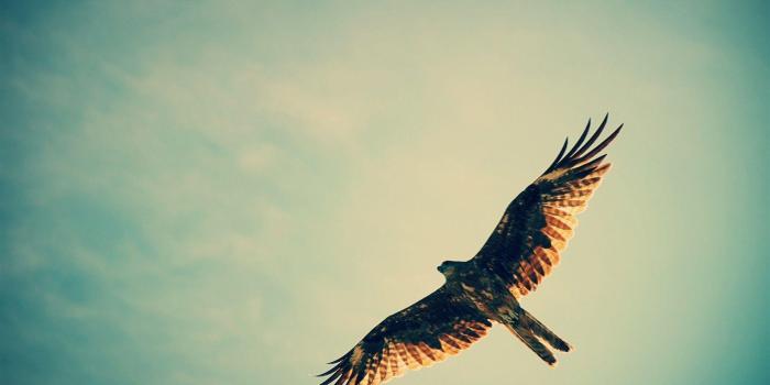 1921x1280 Hawk Bird Wallpapers