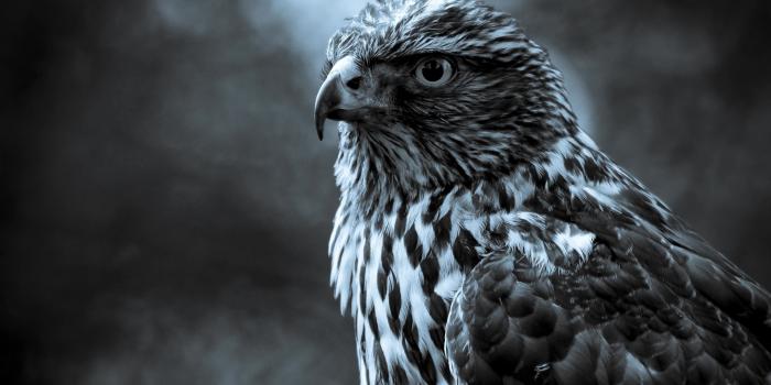 3840x2400 Hawk 4K Wallpaper #4
