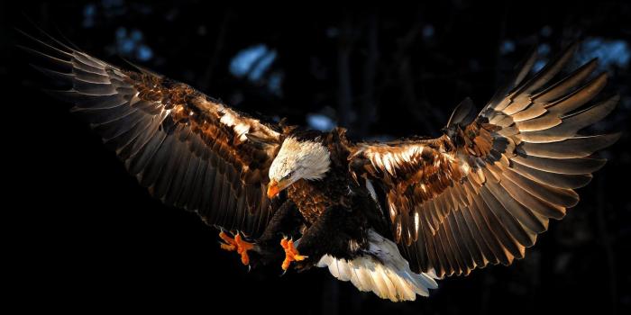 1920x1080 Hawk Wallpapers