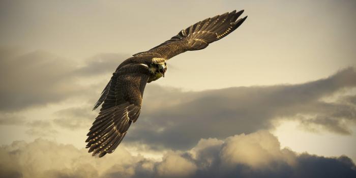 3840x2400 Angry Hawk 4k, HD Birds, 4k Wallpapers, Images, Backgrounds, Photos and  Pictures