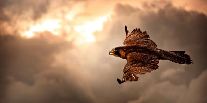 3840x2160 Hawk Wallpapers