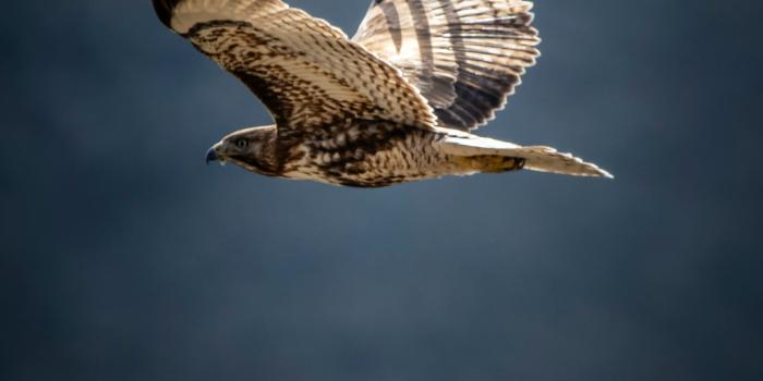 2735x3419 Hawk Bird Photos, Download Free Hawk Bird Stock Photos & HD Images