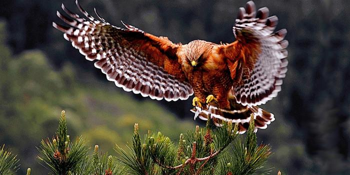 2560x1600 hawk Wallpapers HD / Desktop and Mobile Backgrounds