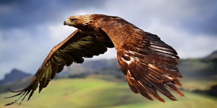 4096x2304 Hawk Flying 4K Wallpaper #18