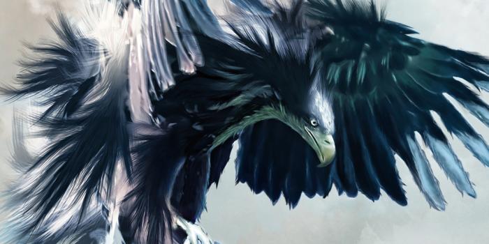 1024x1024 Free download Eagle Hawk Wallpapers Fun Animals Wiki Videos Pictures  Stories [1024x1024] for your Desktop, Mobile & Tablet | Explore 44+ Hawk  Wallpapers | Tony Hawk Wallpaper, Red Tail Hawk Wallpaper, HD Hawk Wallpaper