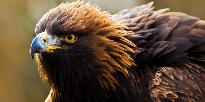 1920x1200 Hawk HD Wallpaper