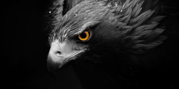 1920x1080 4581103 birds, hawk (animal), animals, selective coloring - Rare Gallery HD  Wallpapers