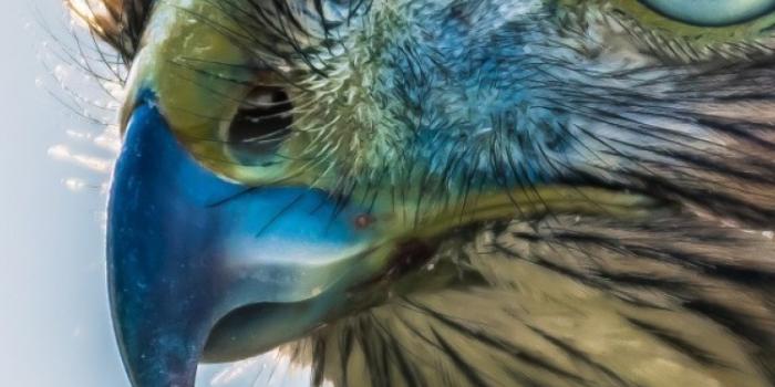 750x1334 Hawk eyes HD Wallpaper iPhone 6 / 6S - HD Wallpaper - Wallpapers.net