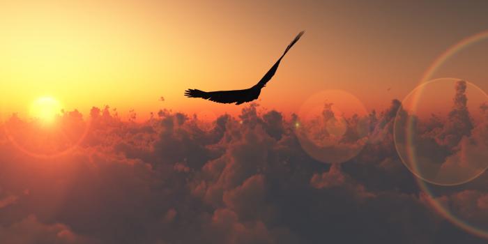 1920x1080 Free Hawk Wallpaper #6792575