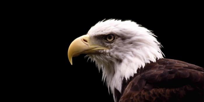 1024x768 46+] Hawk Wallpaper - WallpaperSafari