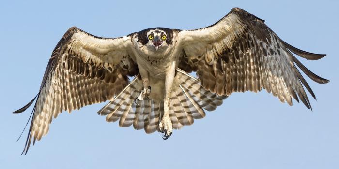 1920x1200 100+ Hawk HD Wallpapers and Backgrounds