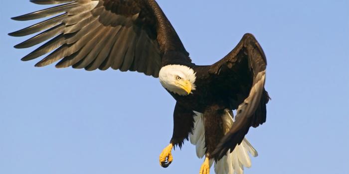 1600x1000 Eagle Hawk Wallpapers - Pets Cute and Docile