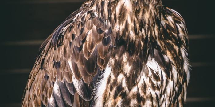 1000x1778 Buzzard Wallpapers