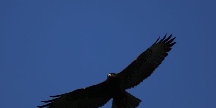 938x1668 Download wallpaper 938x1668 hawk, bird, predator, flight, sky, minimalism  iphone 8/7/6s/6 for parallax hd background