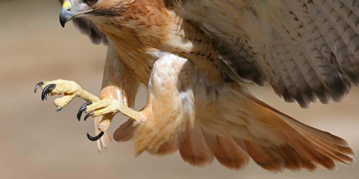 1600x1200 Red-Tailed Hawk HD Wallpapers and Backgrounds