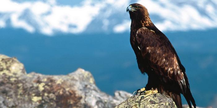 1920x1080 Cool Hawks Wallpaper #6899062