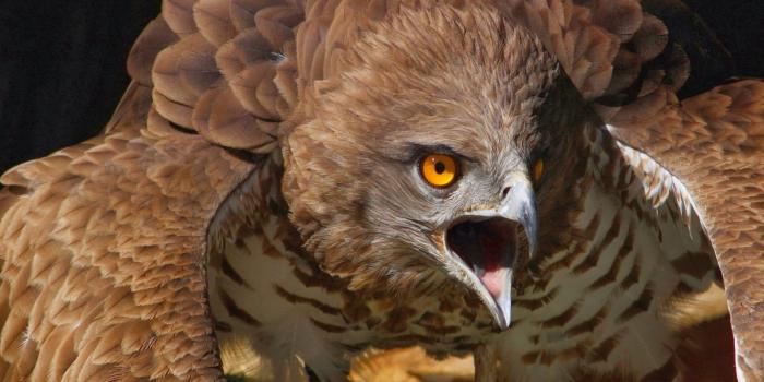 1920x1200 47+] Red Tail Hawk Wallpaper - WallpaperSafari