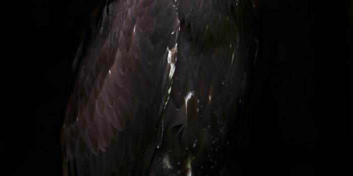 1000x1500 black hawk on tree photo – Free Bird Image on Unsplash