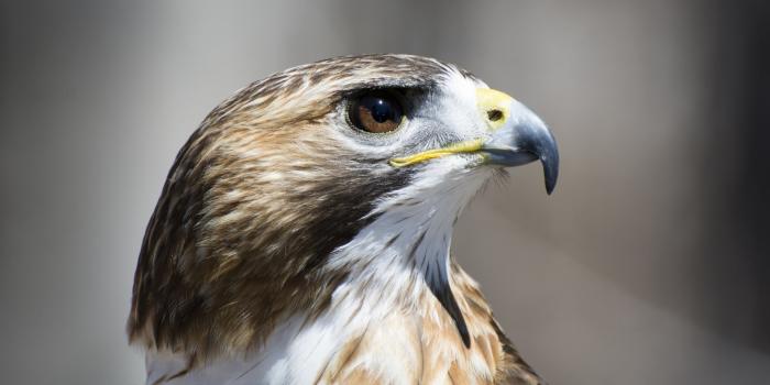 1920x1080 Hawk Profile View Ultra HD Desktop Background Wallpaper for 4K UHD TV :  Widescreen & UltraWide Desktop & Laptop : Tablet : Smartphone