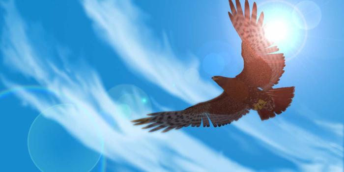 1280x1024 Soaring - Flying Hawk Wallpaper © Copyright Robin Wood 2006