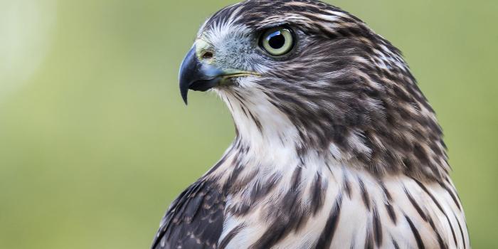 1920x1477 Hawk Wallpaper HD APK pour Android Télécharger