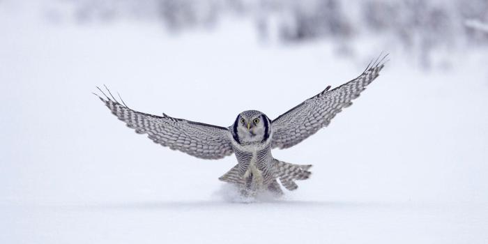 1920x1200 Wallpaper 4k Northern Hawk Finland Wallpaper