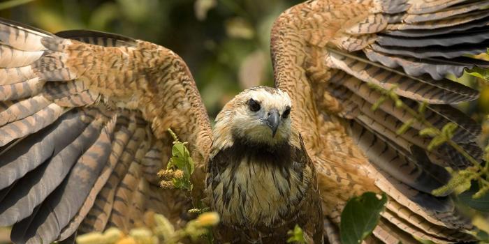 1920x1200 Hawk with its wings spread wallpaper - Animal wallpapers - #54309