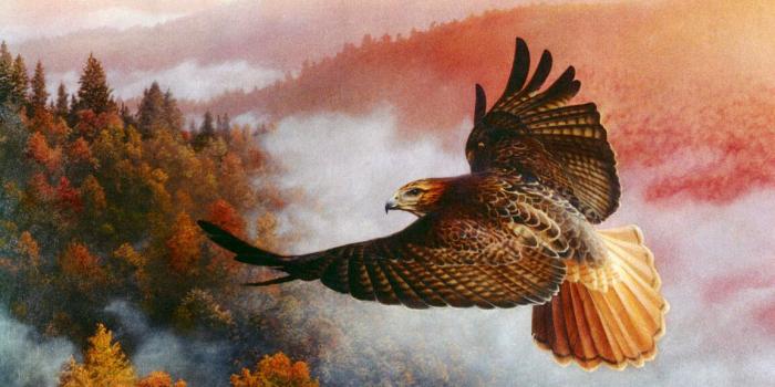 1152x864 The View Red Tail Hawk - Birds Wallpaper