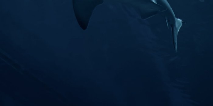 1000x1500 Shark Wallpapers: Free HD Download [500+ HQ] | Unsplash