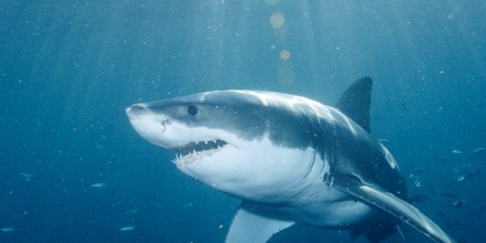 2303x3072 Shark Pictures - Shark Wallpapers - National Geographic