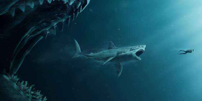 3840x2160 Shark 4K Wallpapers - Top Free Shark 4K Backgrounds - WallpaperAccess