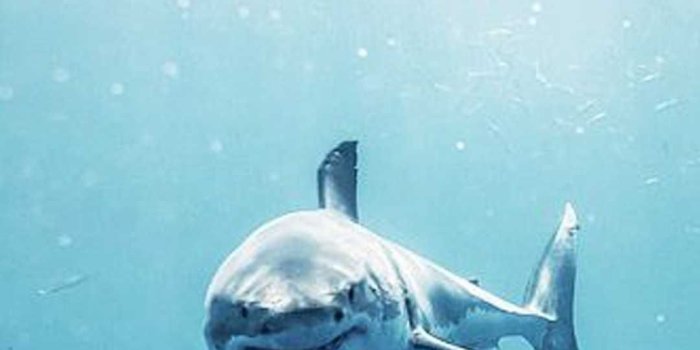 1080x1920 Shark Wallpaper Discover more 1080p, Background, cool, Desktop, high  resolution wallpapers. https://www.enjpg.com/shar… | Shark pictures, White  sharks, Shark photos