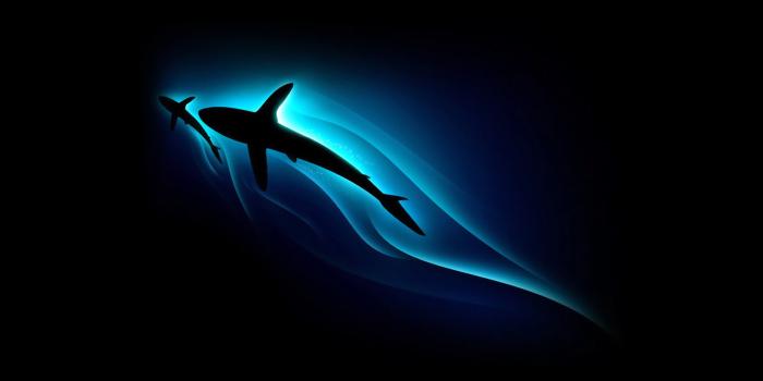 1920x1080 Serenity Shark HD Wallpaper