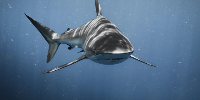 1000x1250 Shark Wallpapers: Free HD Download [500+ HQ] | Unsplash