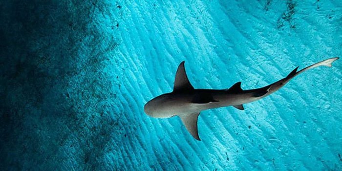 1350x2400 Shark Wallpaper - NawPic