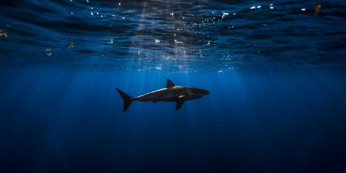 5760x3840 200+ Shark HD Wallpapers and Backgrounds