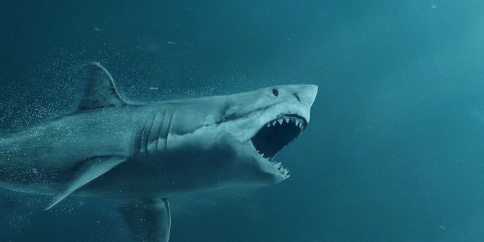 1440x2560 Wallpaper iPhone | Shark pictures, Shark background, Shark wallpaper iphone