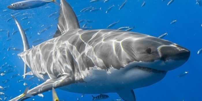 1125x2436 1125x2436 Shark Fish Iphone XS,Iphone 10,Iphone X HD 4k Wallpapers, Images,  Backgrounds, Photos and Pictures