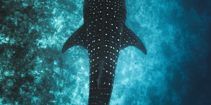 1000x1778 Shark Wallpapers: Free HD Download [500+ HQ] | Unsplash