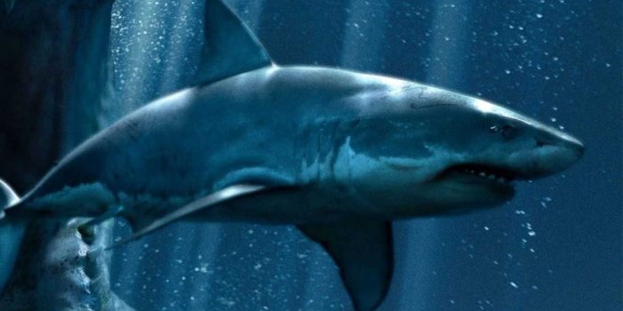 1242x2208 Shark Wallpaper - NawPic