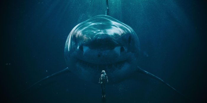 1920x1440 A big shark - Wallpaper