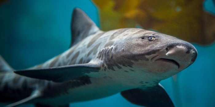 1280x1024 Leopard shark | Wallpapers | Monterey Bay Aquarium