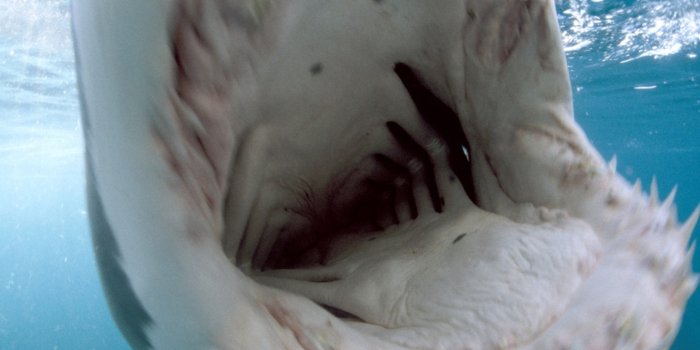 3072x2048 Shark Pictures - Shark Wallpapers - National Geographic