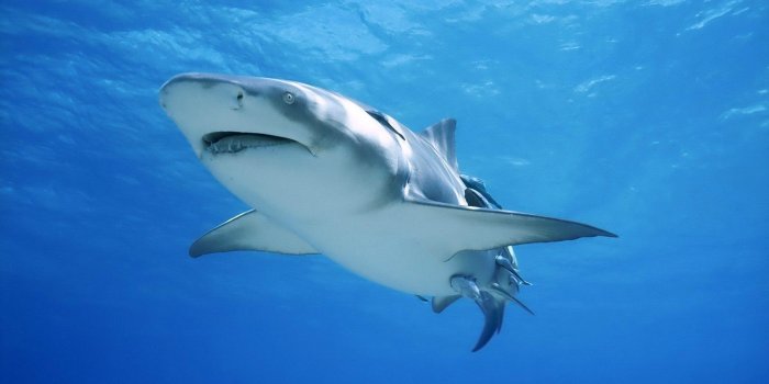 1920x1080 Bull Shark Wallpapers - Top Free Bull Shark Backgrounds - WallpaperAccess