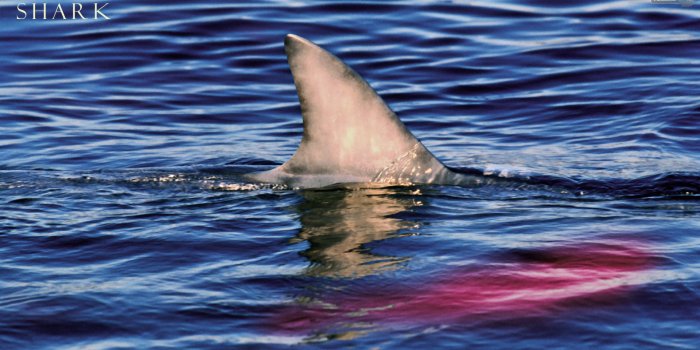 1920x1080 Shark Wallpapers - Animal Spot