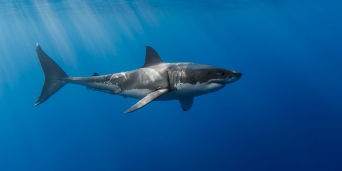 3840x2160 Wallpaper Shark, underwater, Animals #5380