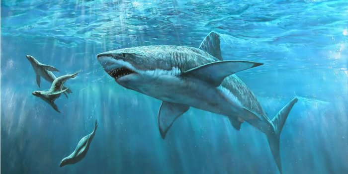 1920x1200 Shark Desktop HD wallpaper