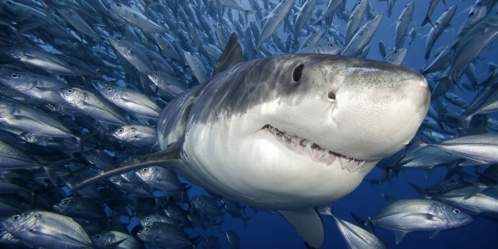 1920x1080 Shark Wallpaper HD #7007775